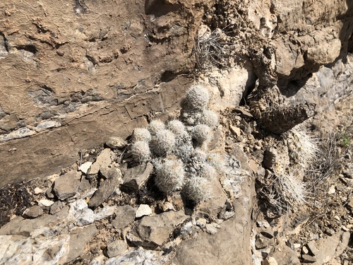 Pelecyphora tuberculosa