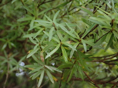 Kunzea ericoides