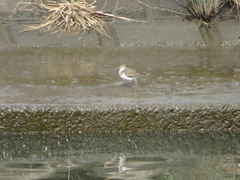 Actitis hypoleucos