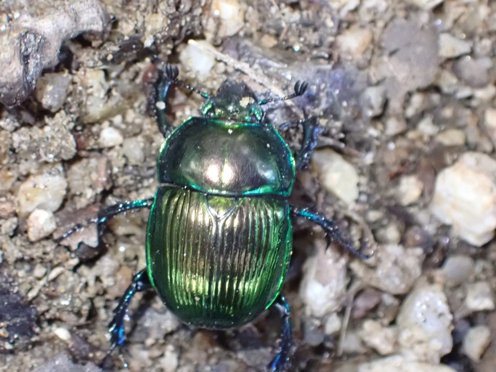 Japanese Earth-boring Dung Beetle from 日本 〒510-1251 on October 7, 2023 ...