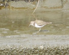 Actitis hypoleucos