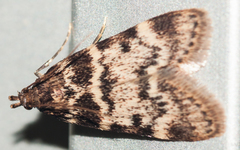 Aglossa incultalis