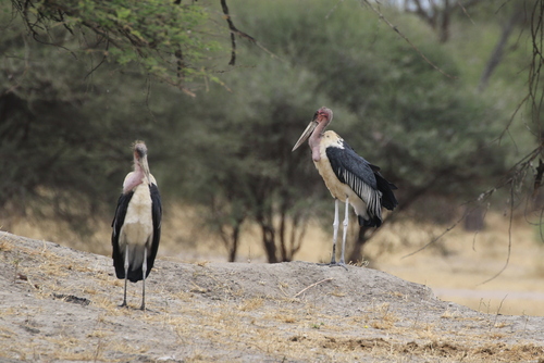 Marabou Stork (Leptoptilos crumenifer), photo 8