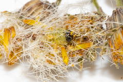 Platyptilia