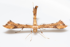 Platyptilia