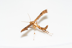 Platyptilia