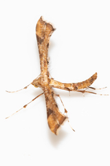 Platyptilia
