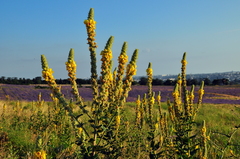 Verbascum ovalifolium