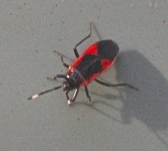 Delacampius lateralis