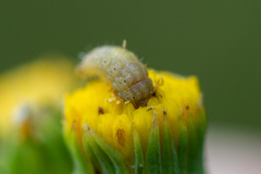 Platyptilia