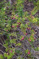 Gaultheria poeppigii