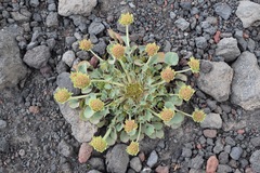 Pozoa volcanica