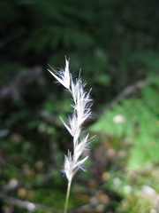 Rytidosperma gracile