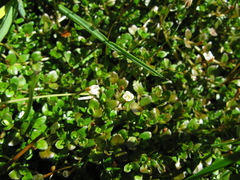 Epilobium macropus