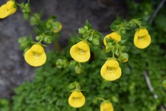 Calceolaria tenella
