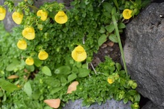 Calceolaria tenella