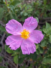 Cistus