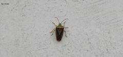 Acanthosoma spinicolle