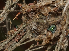 Phryganoporus candidus