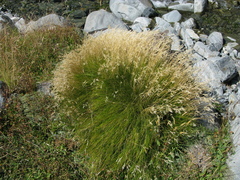 Rytidosperma setifolium