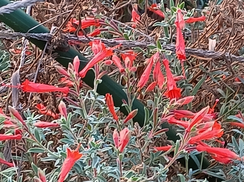 iNaturalist observation photo of California fuchsia