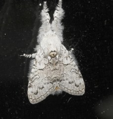 Calliteara farenoides