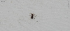 Ptinus