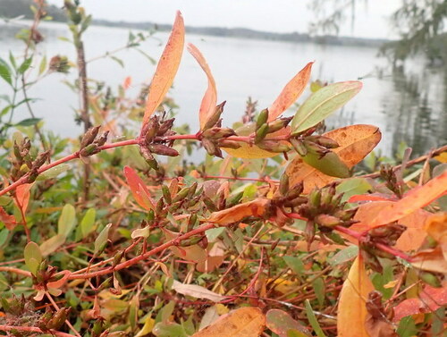 Greater marsh St. Johnswort (Hypericum walteri)