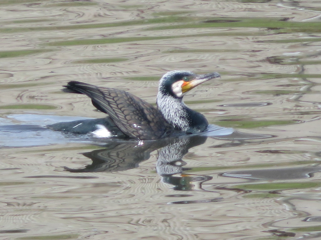 Great Cormorant