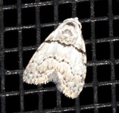 Nola pygmaeodes