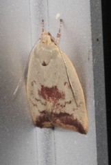 Ageletha elaeodes
