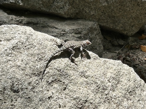 iNaturalist observation photo of Western Fence Lizard