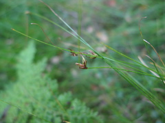 Carex allanii
