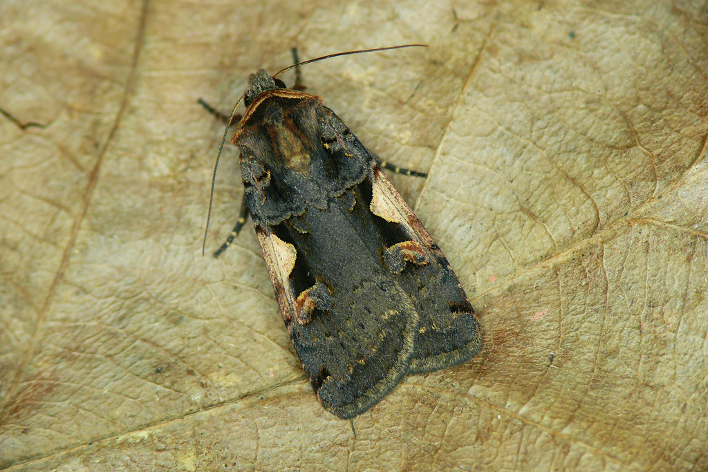 Setaceous Hebrew Character