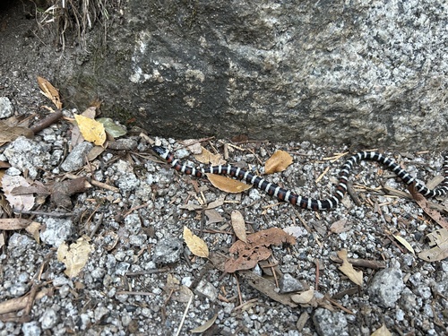 iNaturalist observation photo of California Mountain Kingsnake