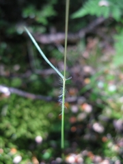 Rytidosperma gracile