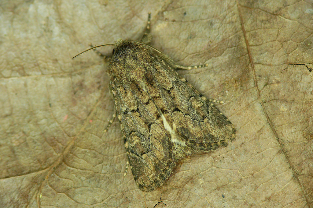 Flounced Rustic