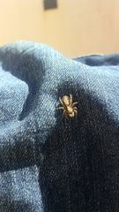 Menemerus bivittatus