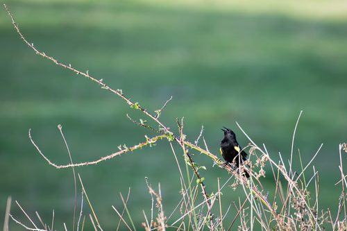 sargento (Agelasticus thilius)