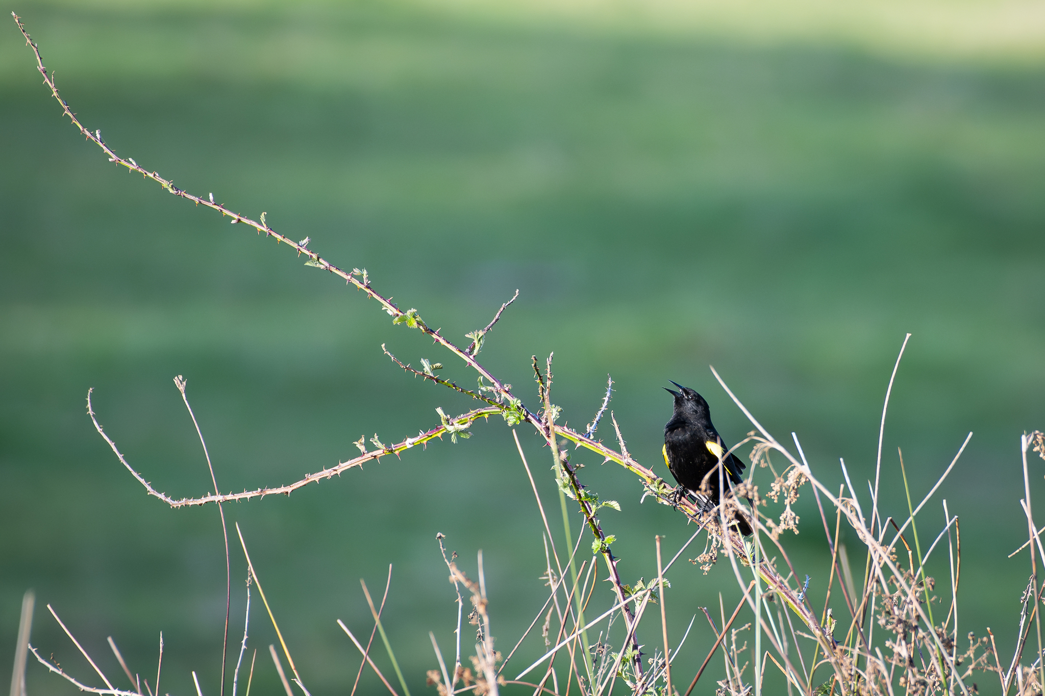 Yellow-winged Blackbird (Agelasticus thilius)