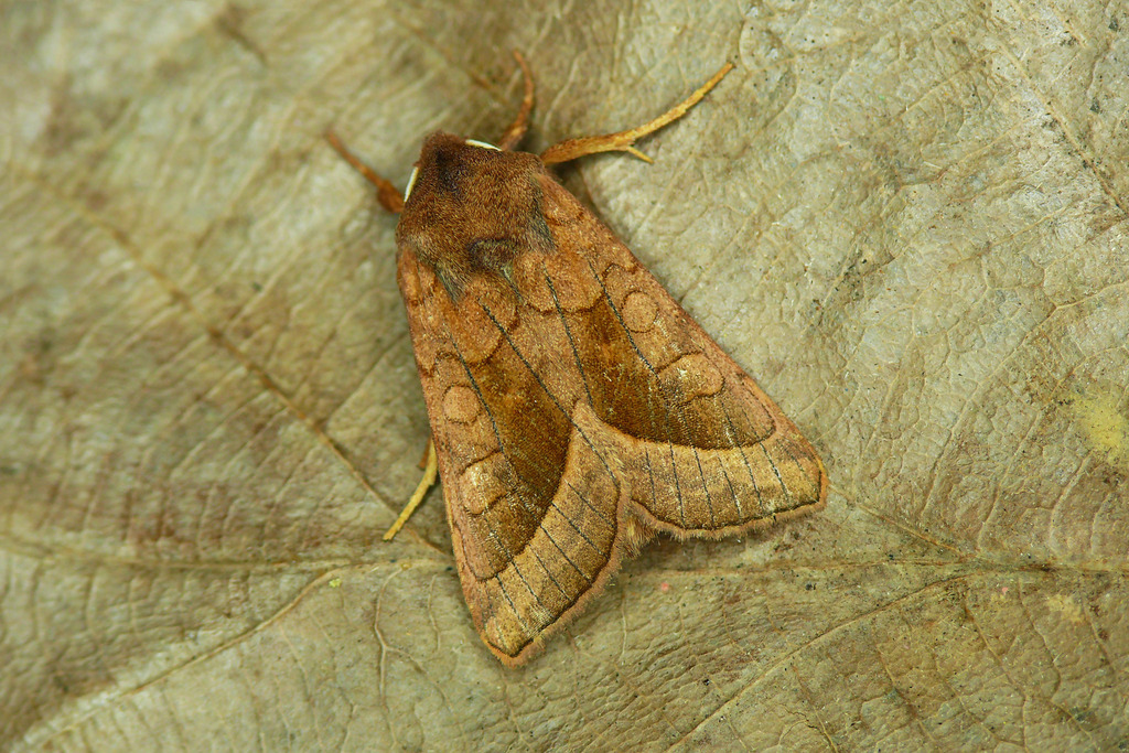 Rosy Rustic