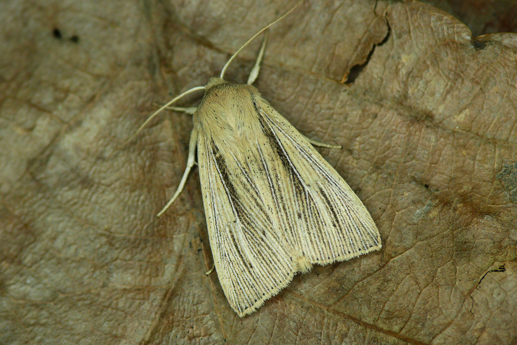 Southern Wainscot, photo 1 of 10
