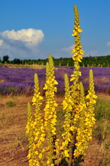 Verbascum ovalifolium