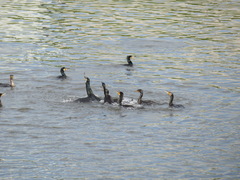 Phalacrocorax carbo hanedae