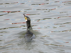 Phalacrocorax carbo hanedae