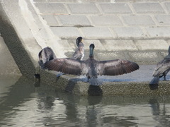 Phalacrocorax carbo hanedae
