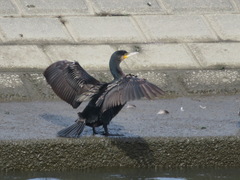 Phalacrocorax carbo hanedae