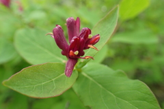 Lonicera chamissoi