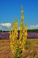 Verbascum ovalifolium