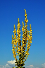 Verbascum ovalifolium